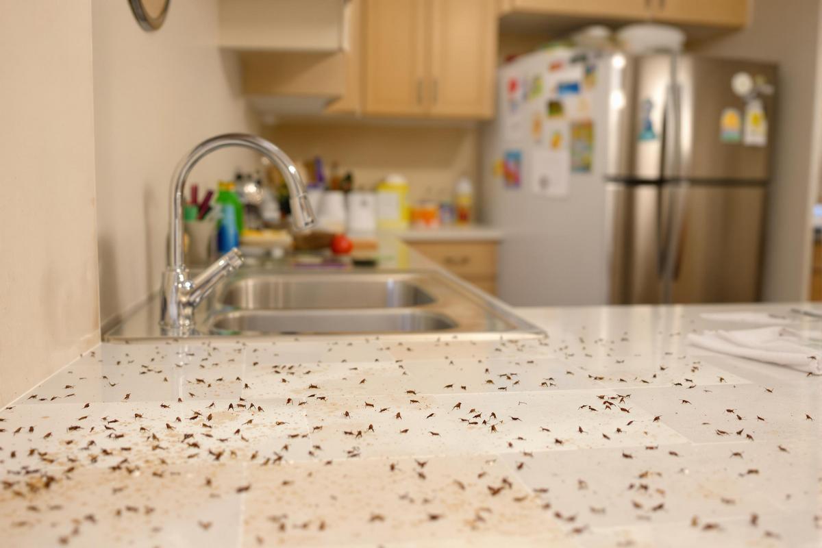 Comprendre pourquoi les cafards infestent votre maison