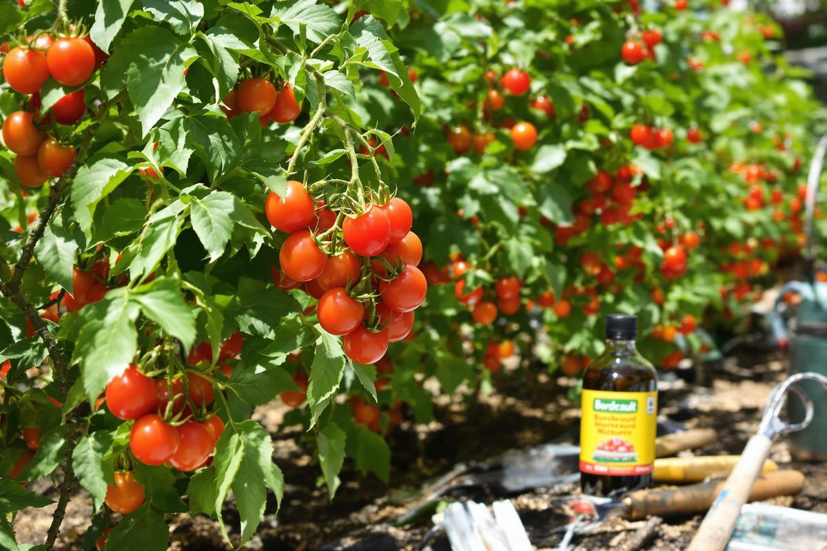 Pourquoi utiliser la bouillie bordelaise pour les tomates ?