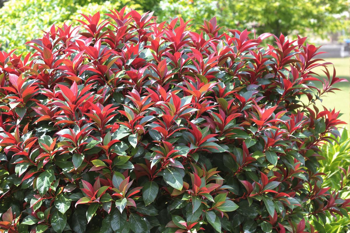 Comprendre le photinia et ses besoins
