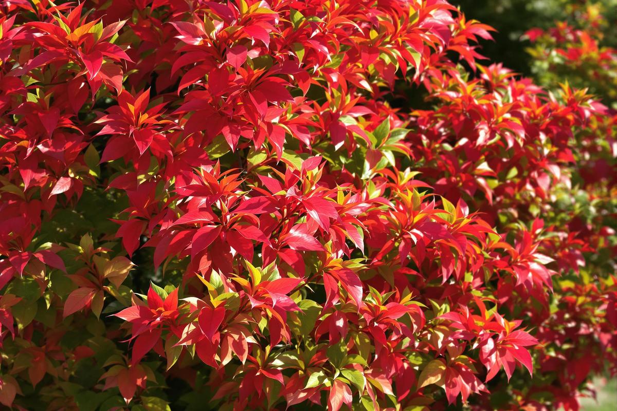 philodendron scanders Philodendron hederaceum var. oxycardium – Foliage Factory main image 1